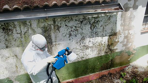Trusted Black Mold Removal service in Towaco, NJ - Cheap Mold Removal